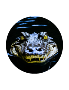 Swamp City Fitness Challenge Coin 3